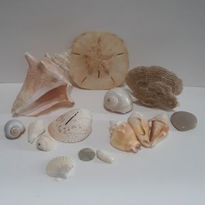 Seashells